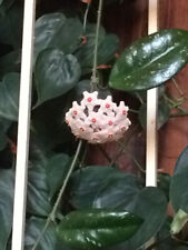 Hoya carnosa porzellanblume gebraucht kaufen  Deutschland