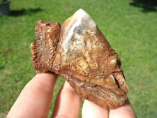Extra large fossil for sale  Tallahassee