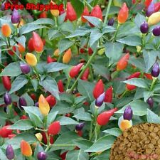 Fire cracker pepper for sale  Ontario