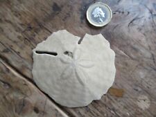 Echinoid sand dollar for sale  HEREFORD