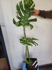 Used, MONSTERA THAI CONSTILLATION VARIEGATED 2 LEAVES WITH 1 DAMAGED LEAF IN 5 LTR POT for sale  Shipping to South Africa