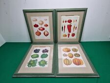 framed botanical prints for sale  LEOMINSTER