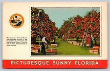 Florida orange harvest for sale  Hedgesville