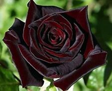 Semi rosa nera usato  Italia