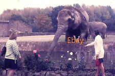 Deslizamiento de 35 mm - Elephant in Zoo acercándose mucho a los visitantes, década de 1970 segunda mano  Embacar hacia Argentina