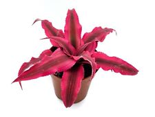 Cryptanthus rubin star for sale  LONDON