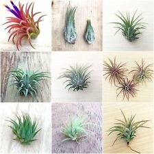 Tillandsia mix plants for sale  Shipping to Ireland
