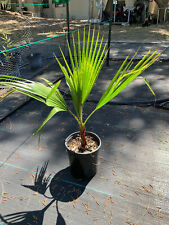 Washingtonia robusta mexican for sale  Winter Haven