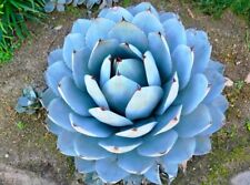 Agave parryi form usato  Napoli