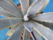 Agave macroacantha variegated for sale  Tucson