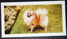 POMERANIAN  Vintage 1960's Photo Card  CD26MS for sale  Shipping to South Africa