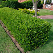 Buxus sempervirens common for sale  UK