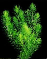 Ceratophyllum demersum pianta usato  Benevento