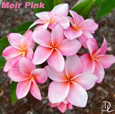 Moir pink plumeria for sale  Haleiwa
