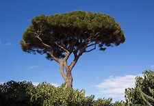 1 PLANTA Pinus pinea PLANTA DE ÁRVORE pino a ombrello pino domestico, usado comprar usado  Enviando para Brazil