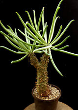Tylecodon wallichii,Caudex,Euphorbia,Succulent Plants for sale  Shipping to South Africa