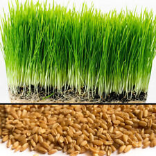 [ATACADO] Semente de grama de trigo - Garantida para crescer, amigável para animais de estimação (orgânico USDA) comprar usado  Enviando para Brazil
