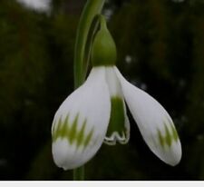 Galanthus sprite snowdrops for sale  SLEAFORD