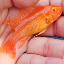 Strawberry albino cichlid for sale  Hollywood