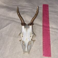 Antlers skull roe for sale  GLOSSOP