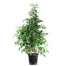 Usato, Fico di betulla ""Danielle"" - Ficus benjamini - altezza circa 140 cm, pentola-Ø 27 cm usato  Spedire a Italy