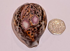 Vintage seashell cowrie for sale  RUISLIP