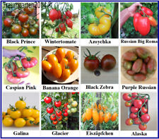 Tomates semillas surtido, 12 variedades raras, semillas firmemente & kältetolerant, semillas segunda mano  Embacar hacia Spain