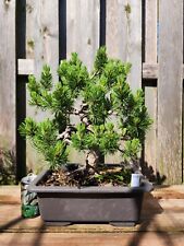 Mugo pine bonsai for sale  Saint Louis