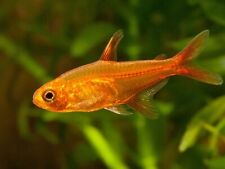 Ember tetra vibrant for sale  UK