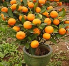 Mandarin orange tree for sale  Rockville