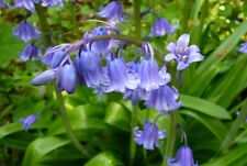 20x traditional bluebell for sale  CRAWLEY