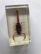 Scorpion inclusion resine d'occasion  Brignoles