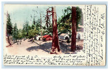 Cartão postal antigo PMC publicado em 1906 View of Trees and Tents at Wilson Peak comprar usado  Enviando para Brazil