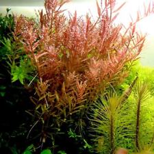 Rotala rotundifolia mini d'occasion  France