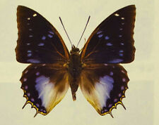 CHARAXES CITHAERON CITHAERON*****male****South Africa(papered,not pinned) for sale  Shipping to South Africa