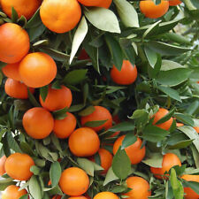 Citrus clementina clémentinie d'occasion  Pouzauges