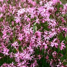 ragged robin for sale  READING