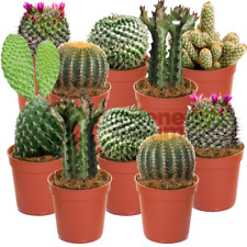 Cactus mix plants for sale  UK