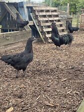 Ayam cemani hatching for sale  Shipping to Ireland