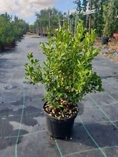 Piante buxus bosso usato  Altamura