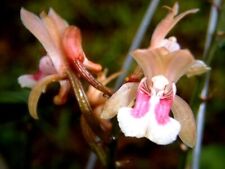 Orchid plants oeceoclades for sale  USA