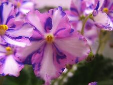 African violet chimera for sale  Ruckersville