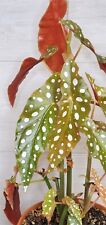 Angelwing begonia begonia for sale  Reseda