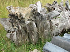 Old tree stump for sale  TREDEGAR