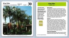 King palm evergreen for sale  SLEAFORD