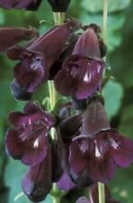 Perennial penstemon raven for sale  MARCH