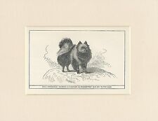 BLACK POMERANIAN RARE ANTIQUE 1900 ENGRAVING NAMED DOG PRINT READY MOUNTED for sale  Shipping to South Africa