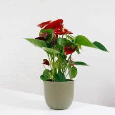 Anthurium pot size for sale  BOLTON