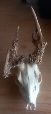 Roe deer skull for sale  POTTERS BAR