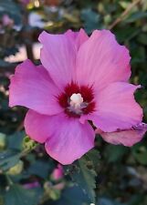 150 graines hibiscus d'occasion  Dardilly